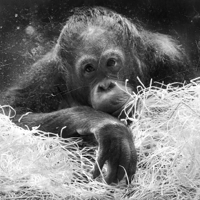 orang-oetan (pongo pygmaeus) 12-2023 9553